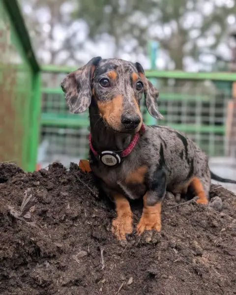 George in the garden
