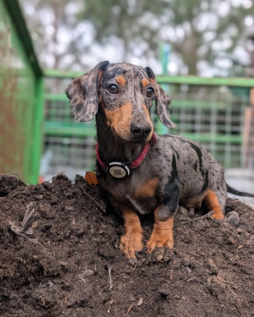 George in the garden