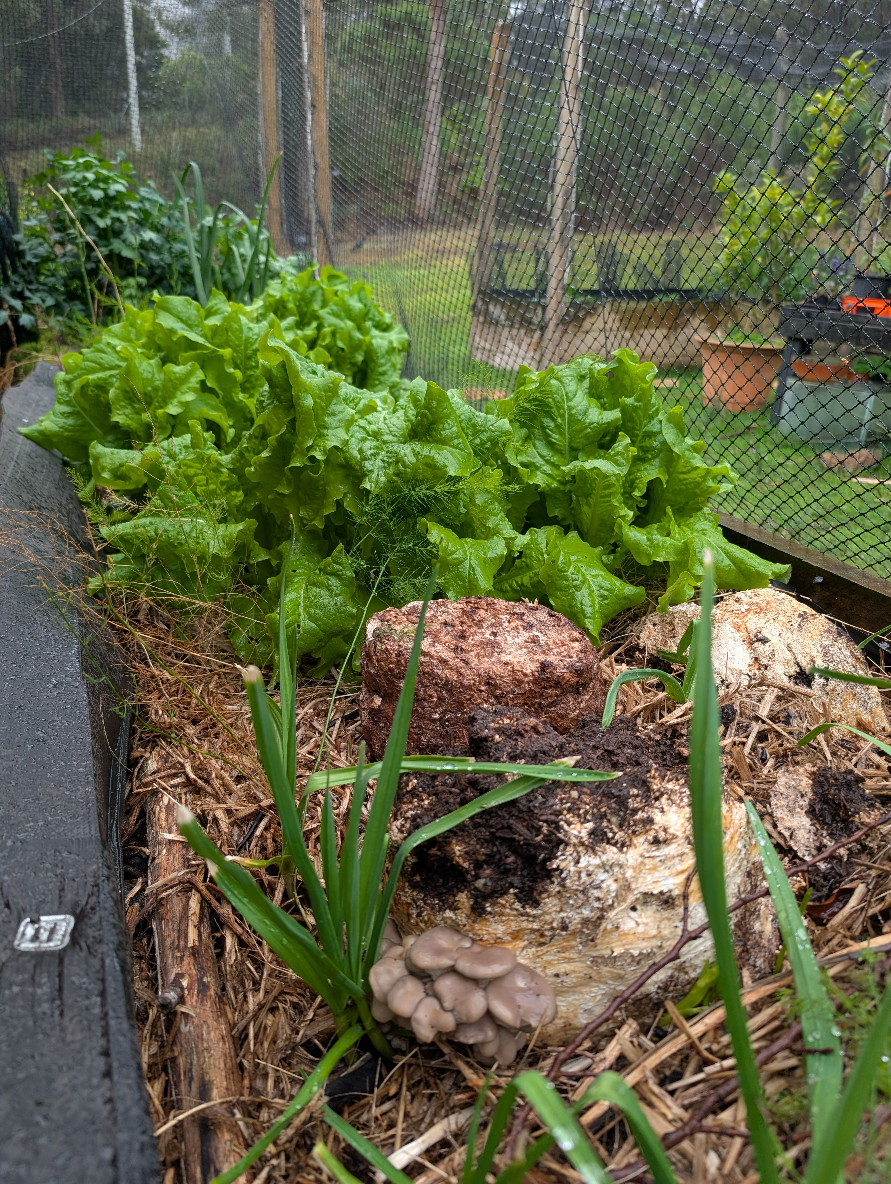 Healthy garden service by Chaos in Green